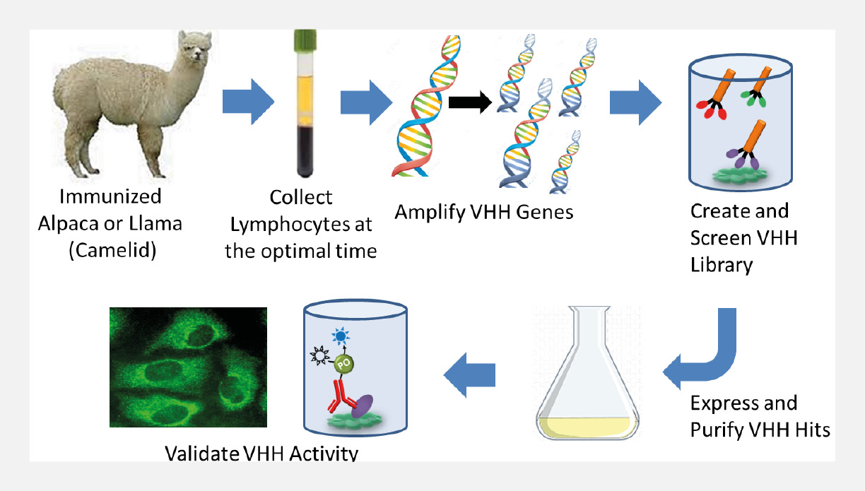 Secondary antibodies for VHH discovery Scientist Live